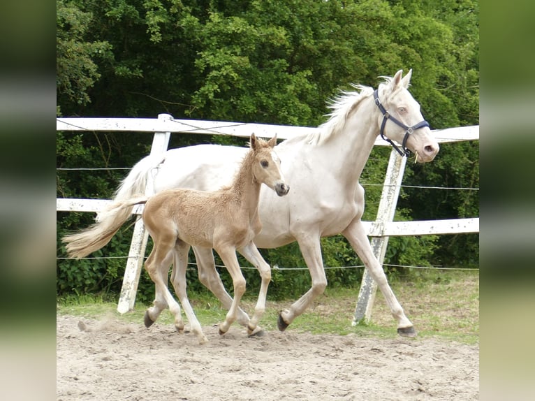 Westphalian Stallion Foal (03/2024) 16,1 hh Palomino in Borgentreich