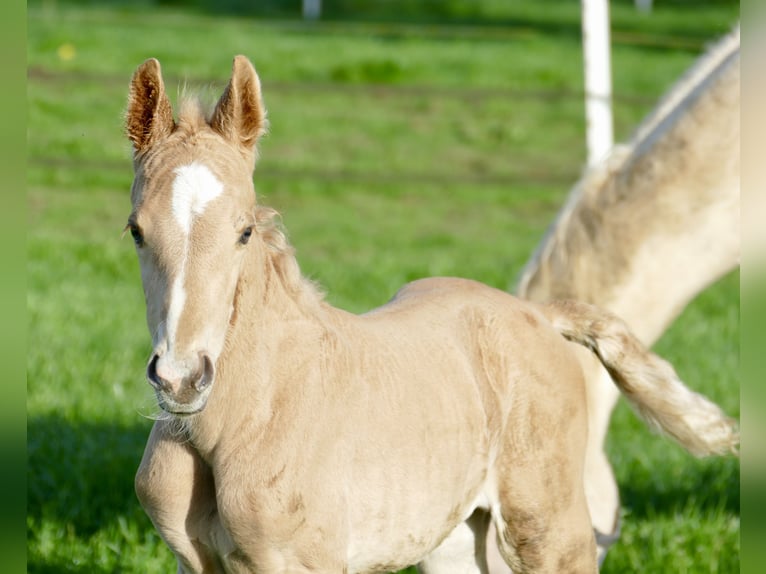 Westphalian Stallion Foal (03/2024) 16,1 hh Palomino in Borgentreich