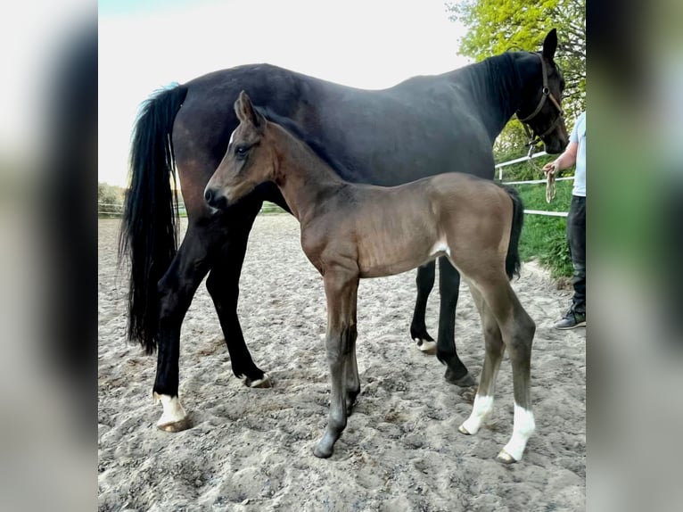 Westphalian Stallion Foal (04/2026) 16.2 hh Bay-Dark in Eckenroth