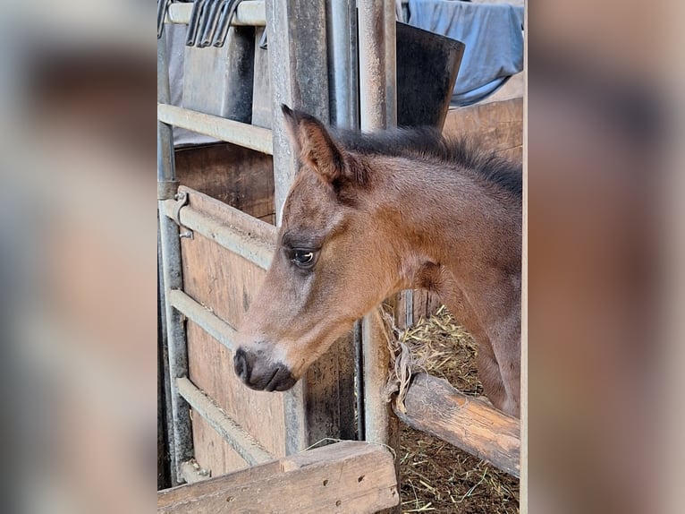 Westphalian Stallion Foal (04/2026) 16.2 hh Bay-Dark in Eckenroth