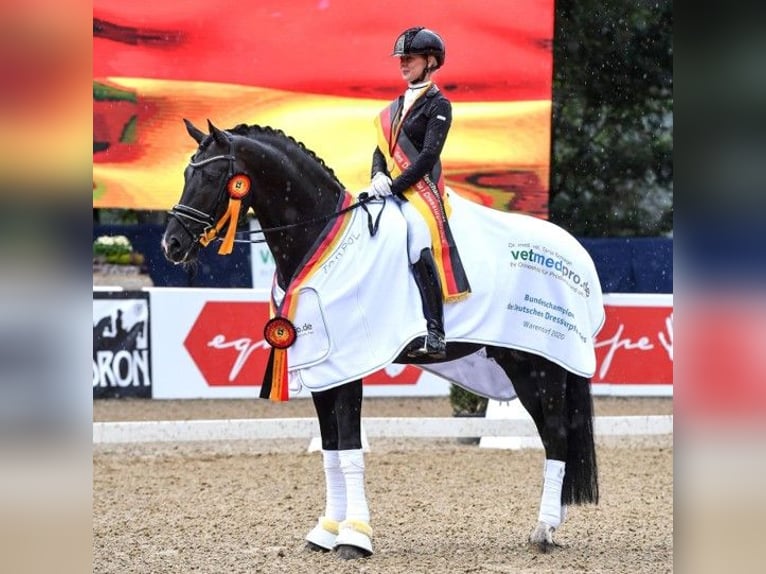 Westphalian Stallion Foal (04/2026) 16.2 hh Bay-Dark in Nordkirchen