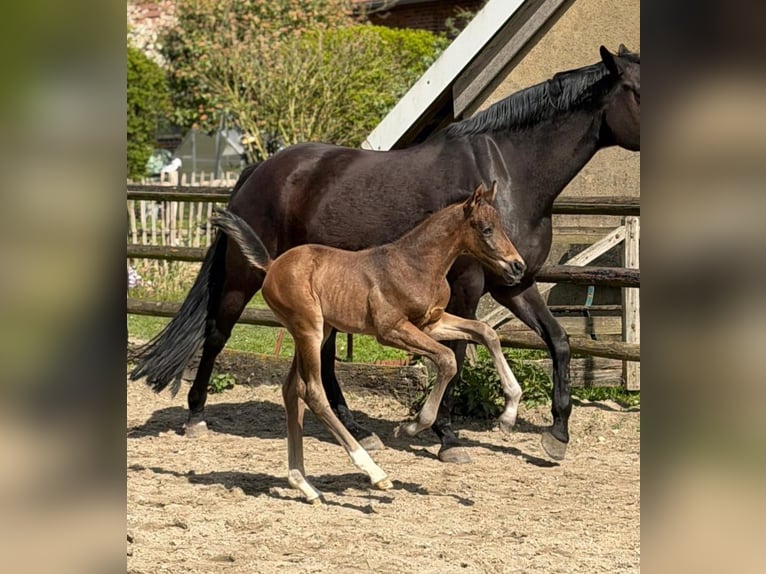 Westphalian Stallion Foal (04/2026) 16.2 hh Bay-Dark in Nordkirchen