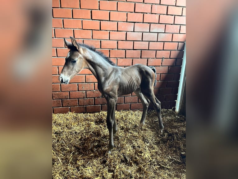 Westphalian Stallion Foal (06/2024) 16,2 hh Bay-Dark in Telgte