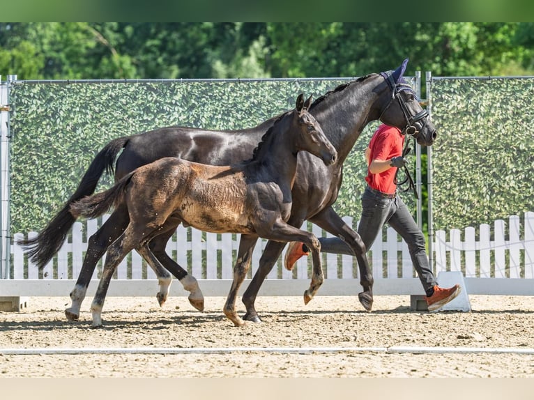 Westphalian Stallion Foal (03/2026) 16.2 hh Black in Olfen