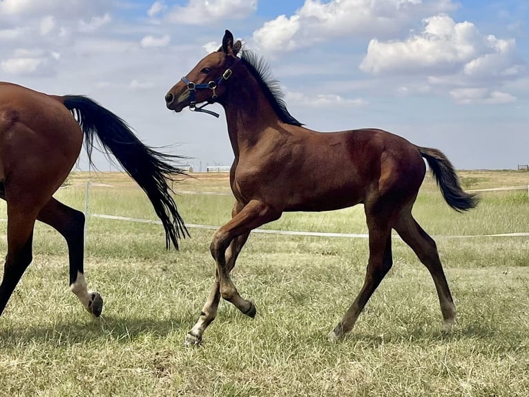 Westphalian Stallion Foal (06/2024) 16,2 hh Brown in Cashion