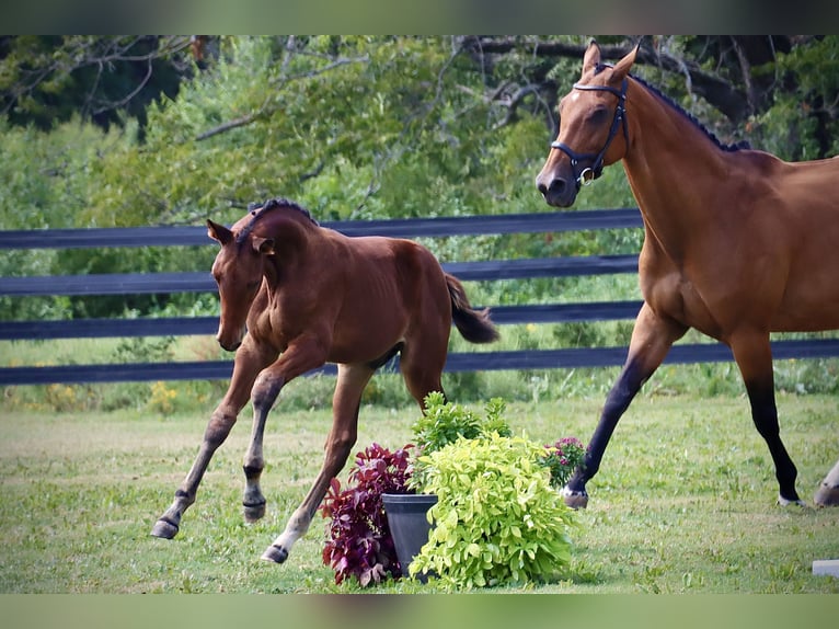 Westphalian Stallion Foal (06/2024) 16,2 hh Brown in Cashion