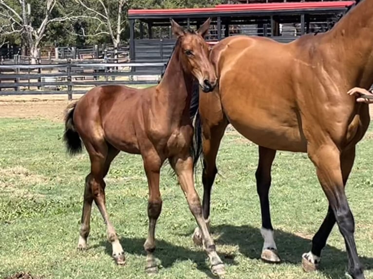 Westphalian Stallion Foal (06/2024) 16,2 hh Brown in Cashion