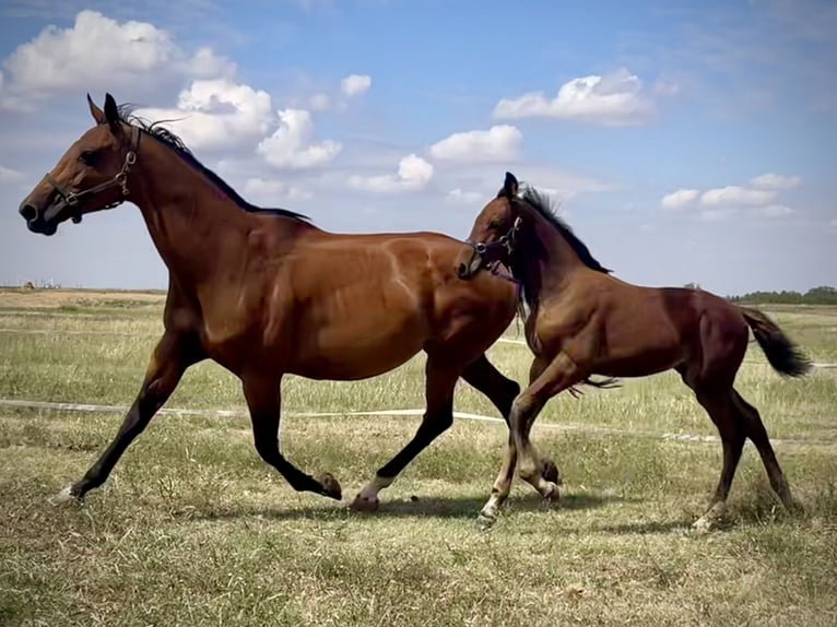 Westphalian Stallion Foal (06/2024) 16,2 hh Brown in Cashion