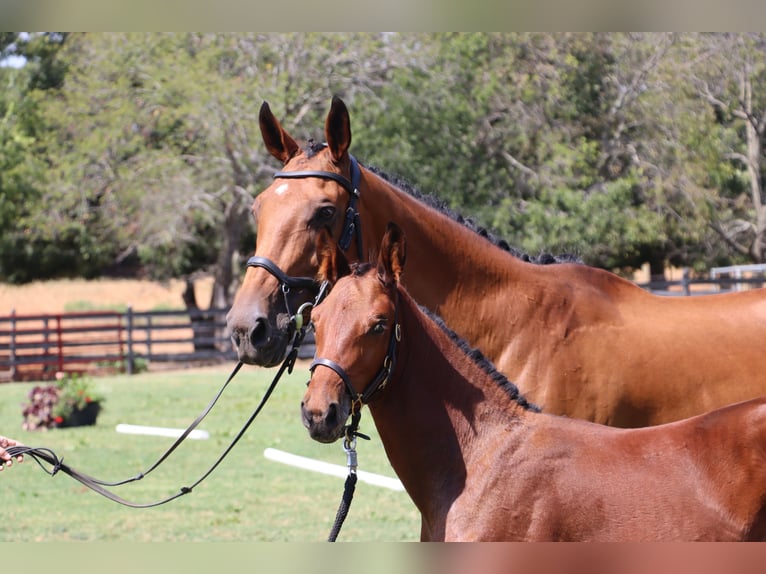 Westphalian Stallion Foal (06/2024) 16,2 hh Brown in Cashion