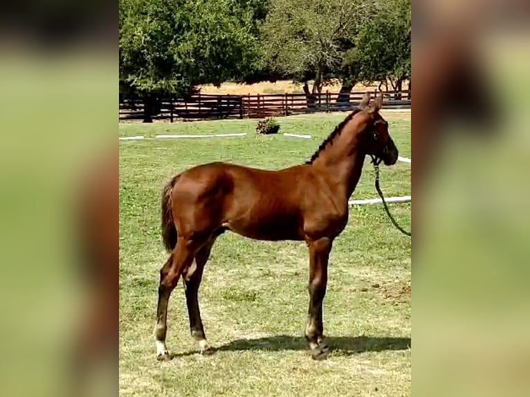 Westphalian Stallion Foal (06/2024) 16,2 hh Brown in Cashion