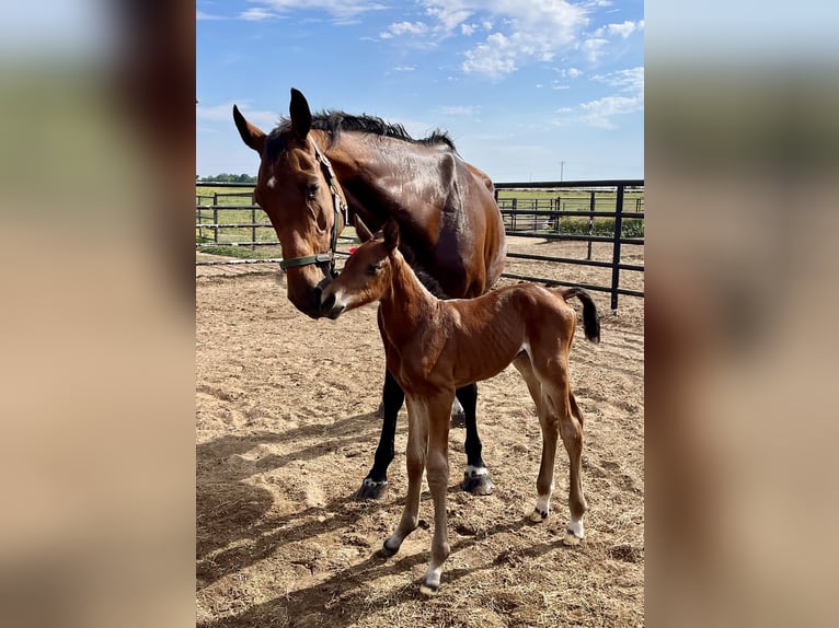 Westphalian Stallion Foal (06/2024) 16,2 hh Brown in Cashion