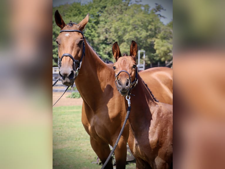 Westphalian Stallion Foal (06/2024) 16,2 hh Brown in Cashion