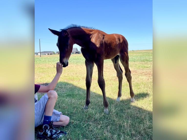 Westphalian Stallion Foal (06/2024) 16,2 hh Brown in Cashion