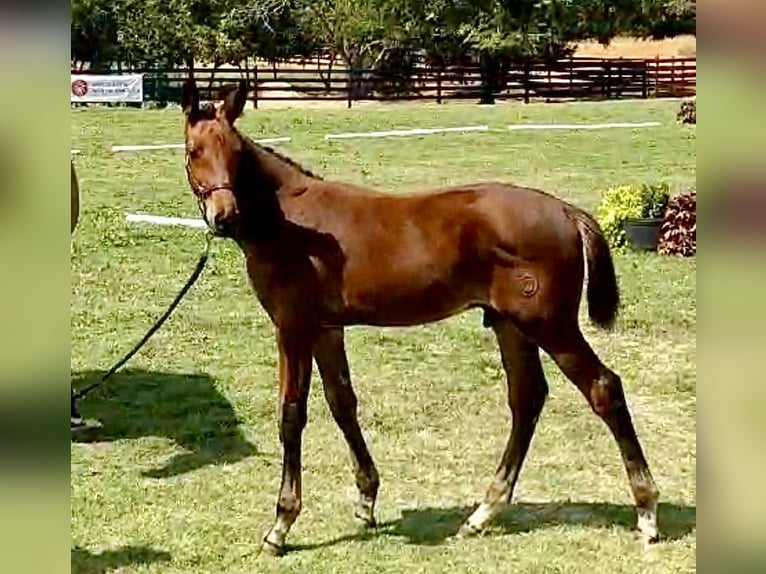 Westphalian Stallion Foal (06/2024) 16,2 hh Brown in Cashion