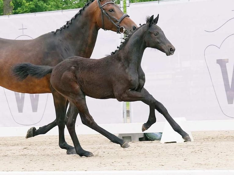 Westphalian Stallion Foal (02/2023) 16,2 hh Can be white in Wysin