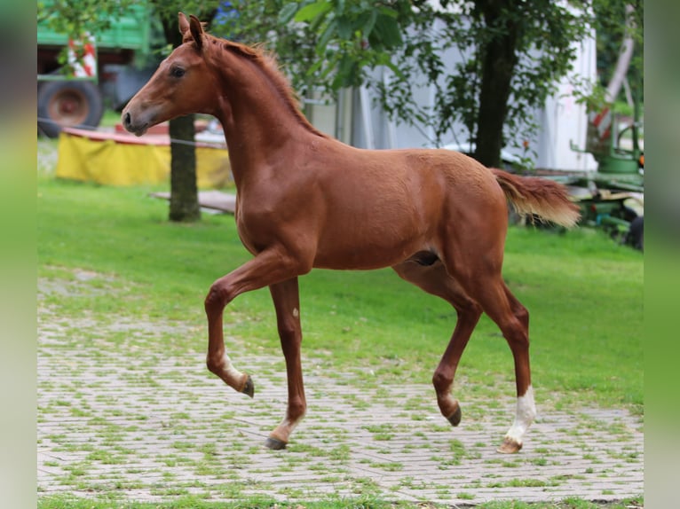Westphalian Stallion Foal (02/2024) 16,2 hh Chestnut-Red in Greven