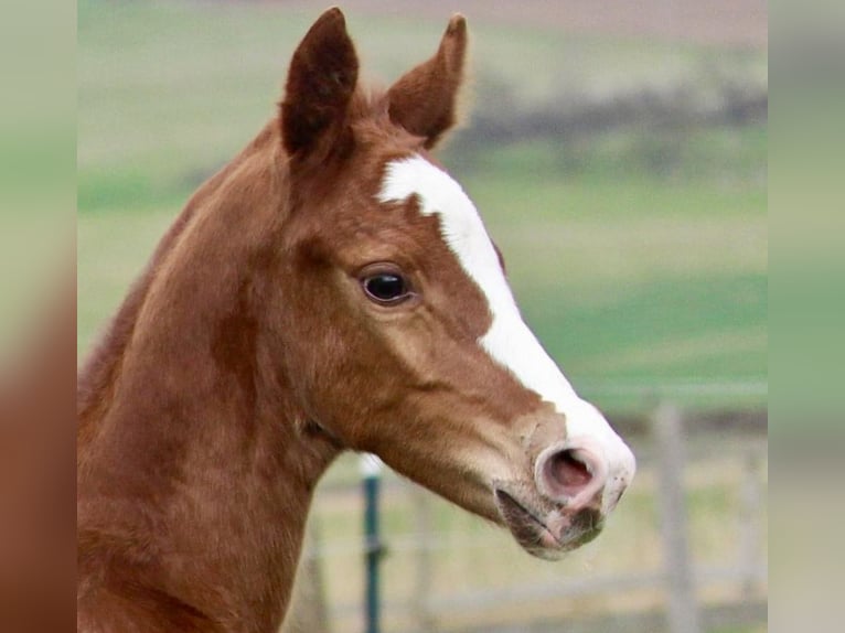 Westphalian Stallion Foal (03/2024) 16,2 hh Chestnut in Emmerthal