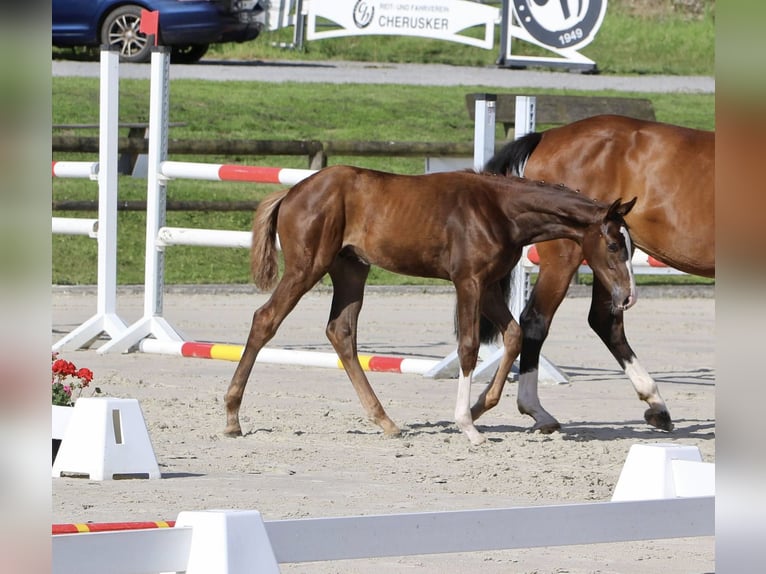 Westphalian Stallion Foal (03/2024) 16,2 hh Chestnut in Emmerthal