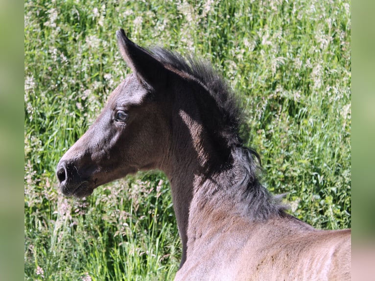 Westphalian Stallion Foal (05/2024) 16,2 hh Smoky-Black in Iserlohn