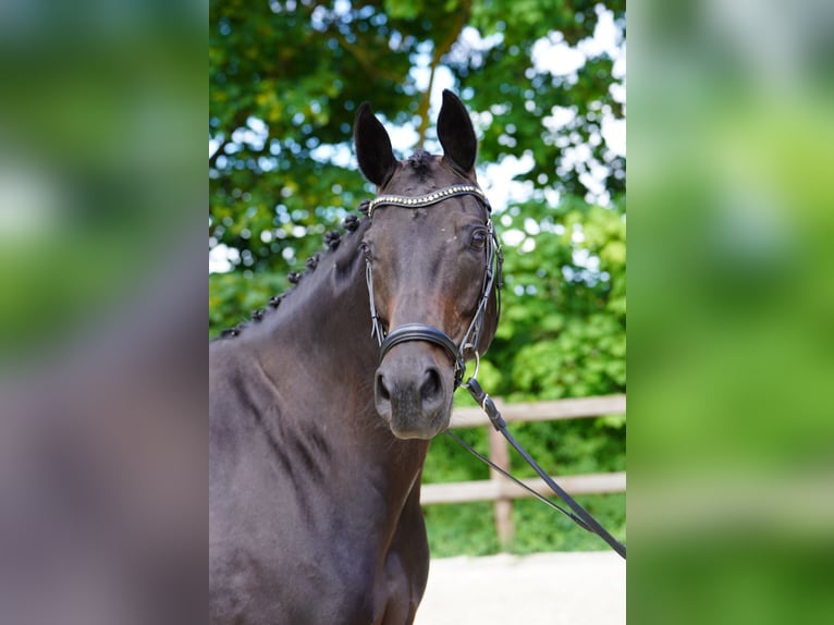 Westphalian Stallion Foal (05/2026) 16.2 hh Smoky-Black in Stevensbeek