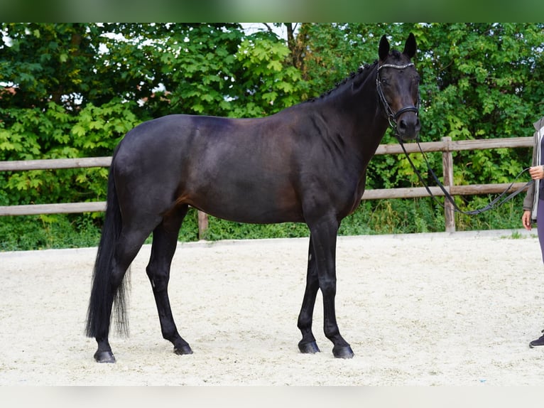 Westphalian Stallion Foal (05/2026) 16.2 hh Smoky-Black in Stevensbeek