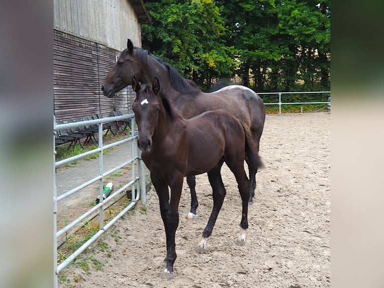 Westphalian Stallion Foal (04/2026) 16.2 hh Smoky-Black in Bochum