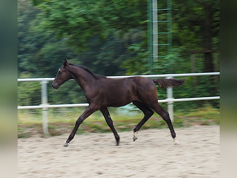 Westphalian Stallion Foal (04/2026) 16.2 hh Smoky-Black in Bochum