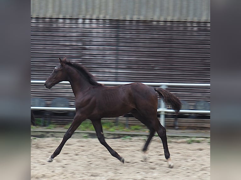Westphalian Stallion Foal (04/2026) 16.2 hh Smoky-Black in Bochum