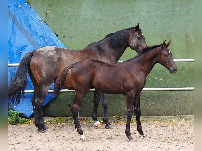 Westphalian Stallion Foal (04/2026) 16.2 hh Smoky-Black in Bochum