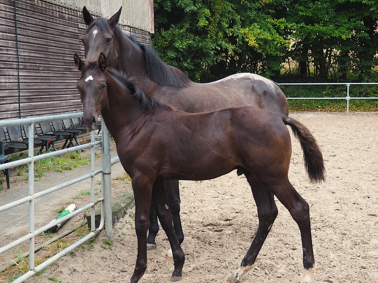 Westphalian Stallion Foal (04/2026) 16.2 hh Smoky-Black in Bochum