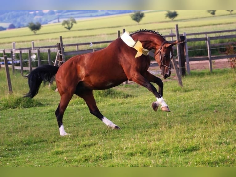 Westphalian Stallion Foal (03/2024) 16,2 hh Sorrel in Emmerthal