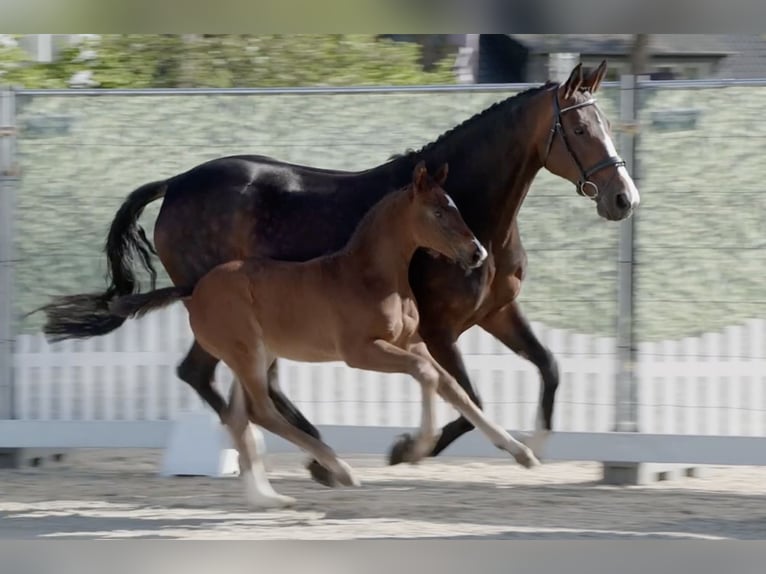 Westphalian Stallion Foal (03/2026) 16.3 hh Bay-Dark in Reken