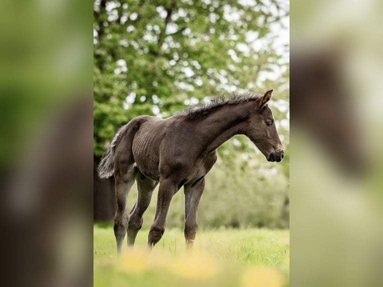 Westphalian Stallion Foal (03/2024) 16,3 hh Black in Paderborn