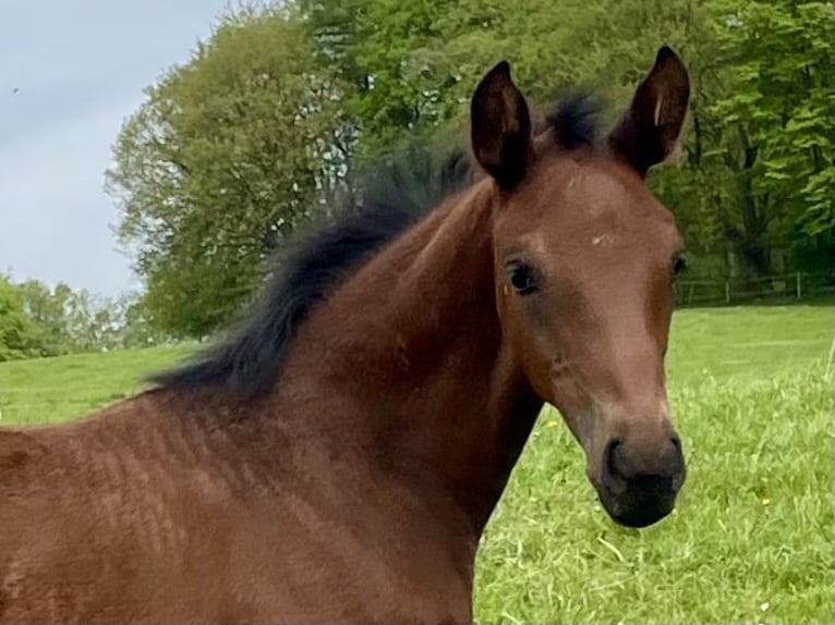 Westphalian Stallion Foal (03/2024) 16,3 hh Brown in Remscheid
