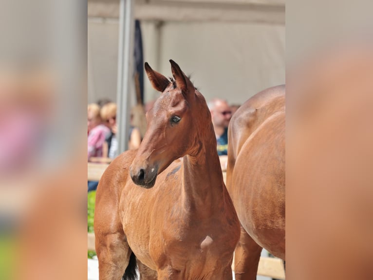 Westphalian Stallion Foal (04/2024) 16,3 hh Brown in Tecklenburg