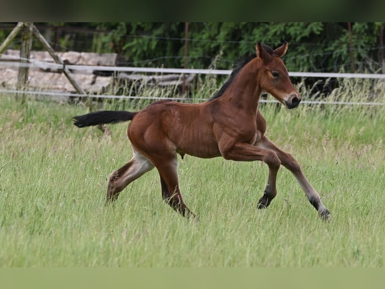 Westphalian Stallion Foal (05/2024) 16,3 hh Brown in Reichenwalde