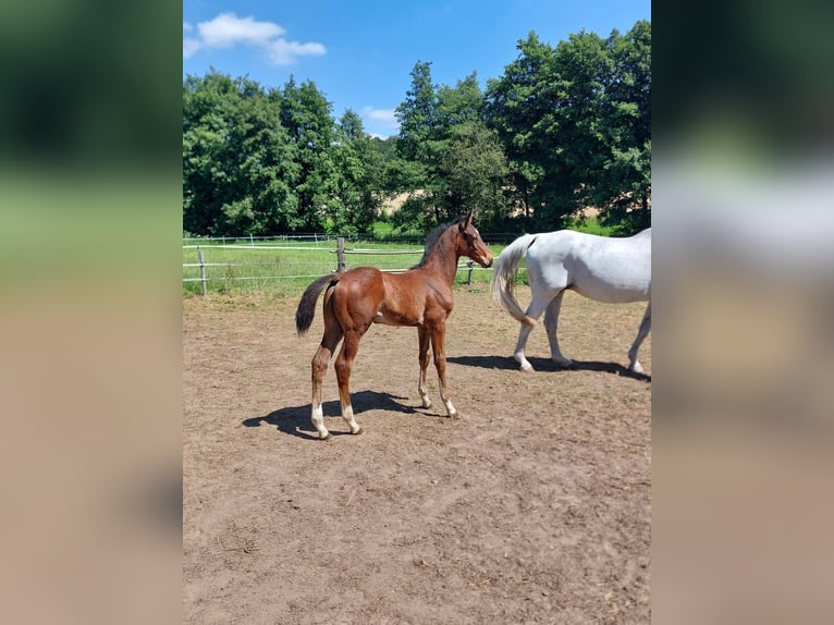 Westphalian Stallion Foal (05/2026) 16.3 hh Brown in Willebadessen
