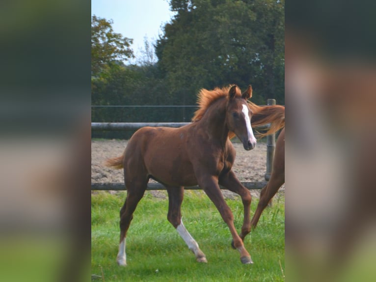 Westphalian Stallion  16,3 hh Chestnut in Billerbeck