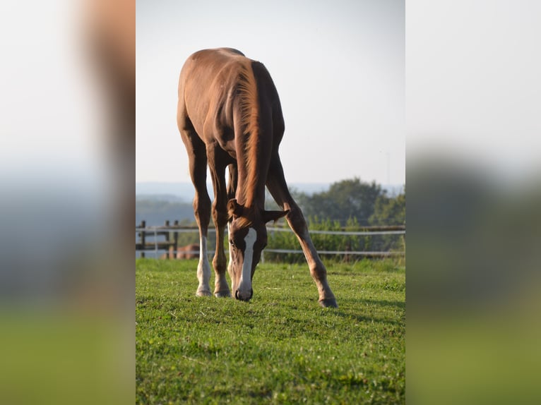 Westphalian Stallion  16,3 hh Chestnut in Billerbeck