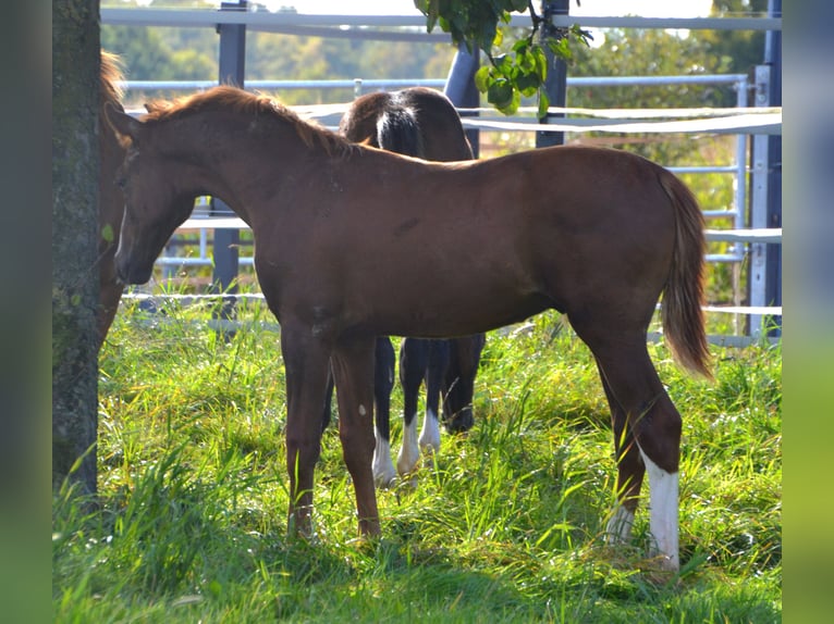 Westphalian Stallion  16,3 hh Chestnut in Billerbeck