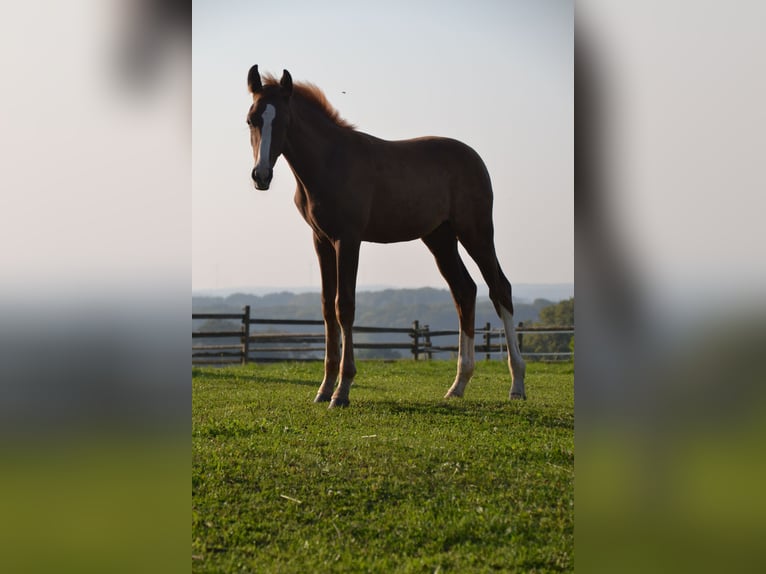 Westphalian Stallion  16,3 hh Chestnut in Billerbeck