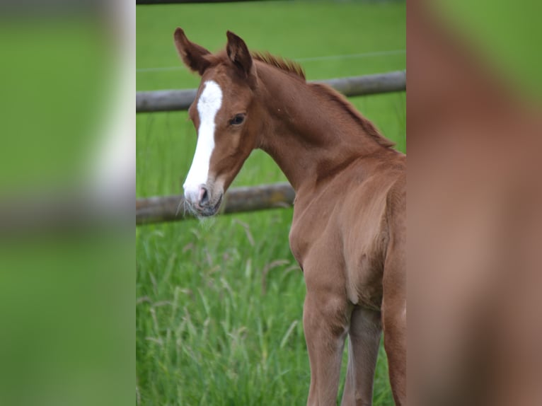 Westphalian Stallion  16,3 hh Chestnut in Billerbeck