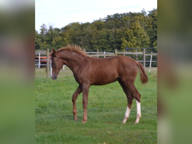 Westphalian Stallion  16,3 hh Chestnut in Billerbeck