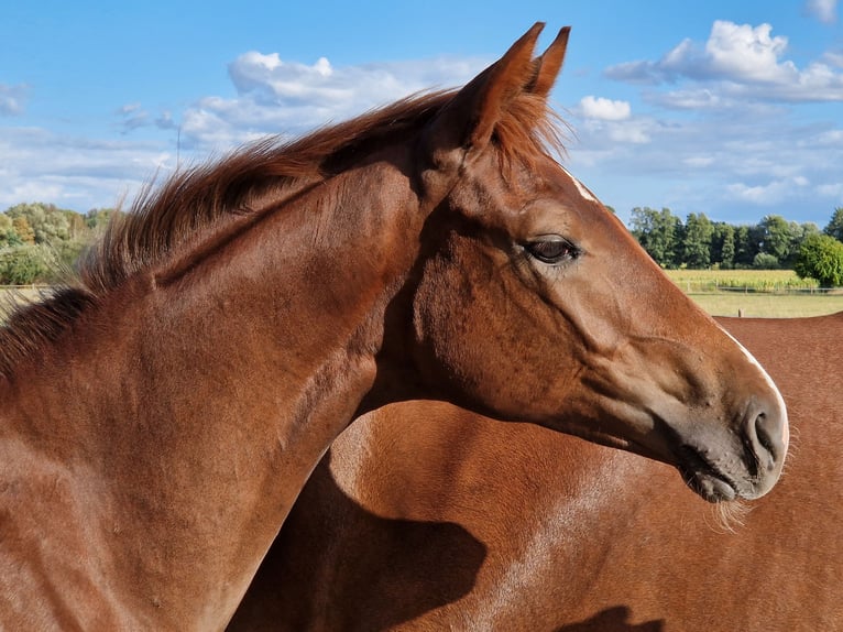 Westphalian Stallion Foal (03/2026) 16.3 hh Chestnut in Stemshorn