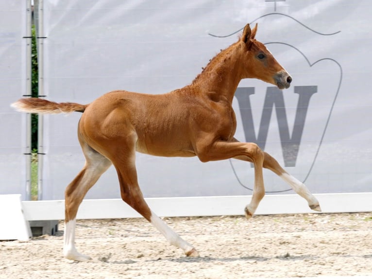 Westphalian Stallion Foal (06/2023) 16,3 hh Chestnut-Red in Unna