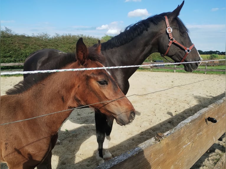 Westphalian Stallion Foal (06/2025) 16,3 hh Smoky-Black in Lathen