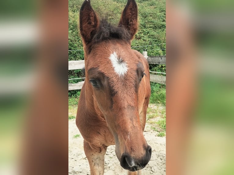 Westphalian Stallion Foal (06/2025) 16,3 hh Smoky-Black in Lathen