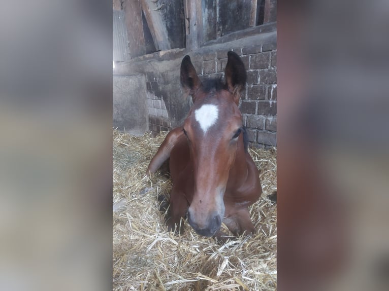 Westphalian Stallion Foal (03/2026) 16 hh Brown in Münster