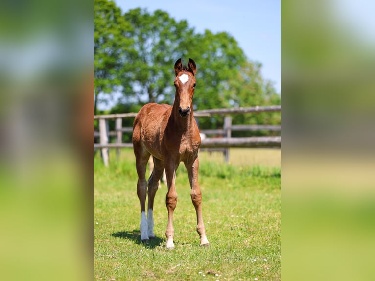 Westphalian Stallion Foal (03/2026) 16 hh Brown in Münster