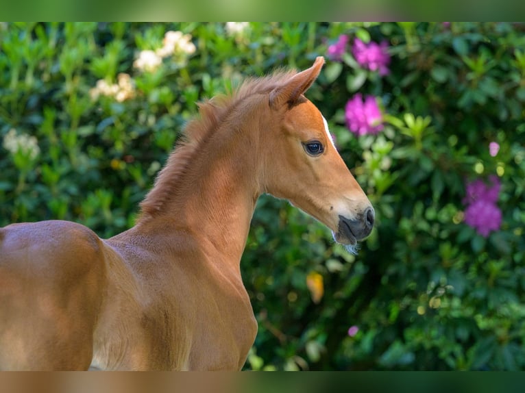 Westphalian Stallion  16 hh Chestnut-Red in Cappeln (Oldenburg)